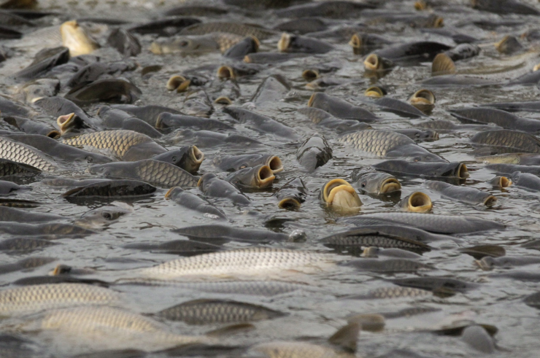 釣到就翻身！一條亞洲鯉魚「懸賞金高達2180萬」　被澳洲全國「通緝」身份不一般