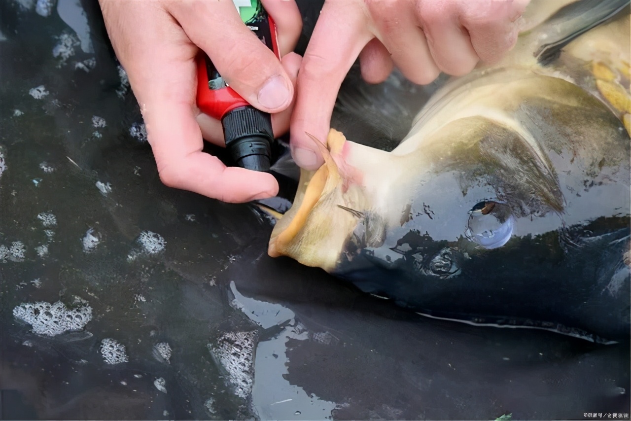 釣到就翻身！一條亞洲鯉魚「懸賞金高達2180萬」　被澳洲全國「通緝」身份不一般