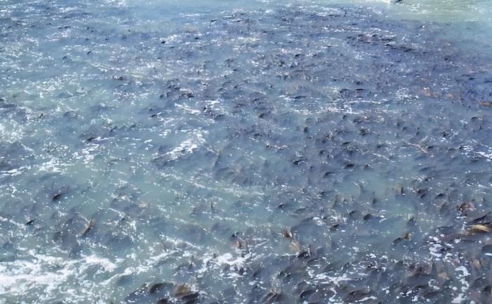 釣到就翻身！一條亞洲鯉魚「懸賞金高達2180萬」　被澳洲全國「通緝」身份不一般
