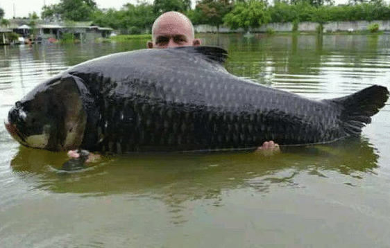 釣到就翻身！一條亞洲鯉魚「懸賞金高達2180萬」　被澳洲全國「通緝」身份不一般