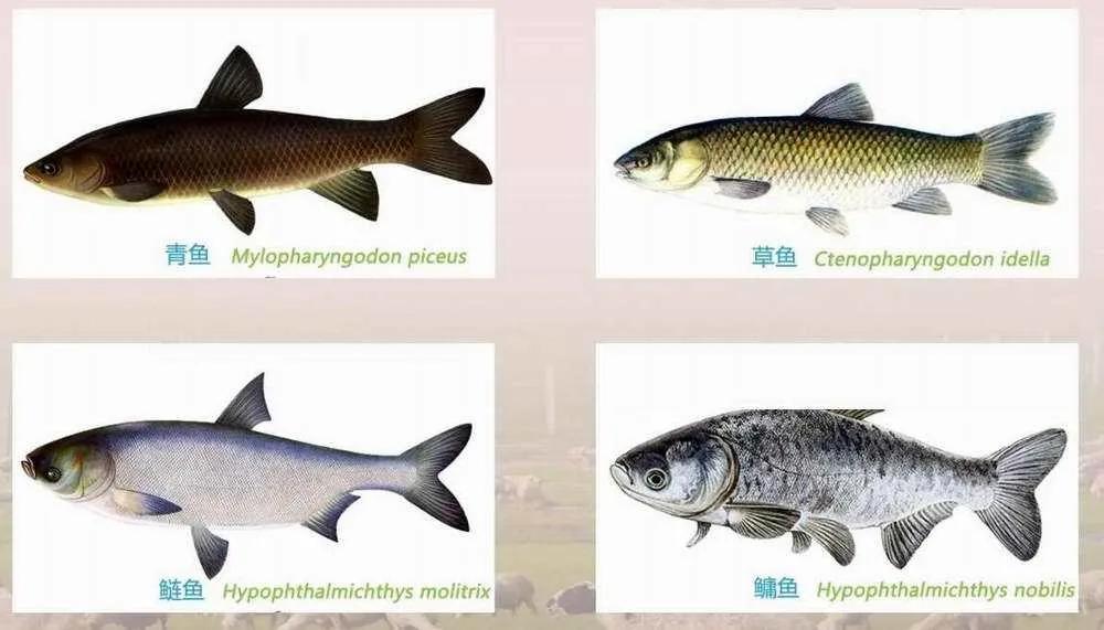釣到就翻身！一條亞洲鯉魚「懸賞金高達2180萬」　被澳洲全國「通緝」身份不一般
