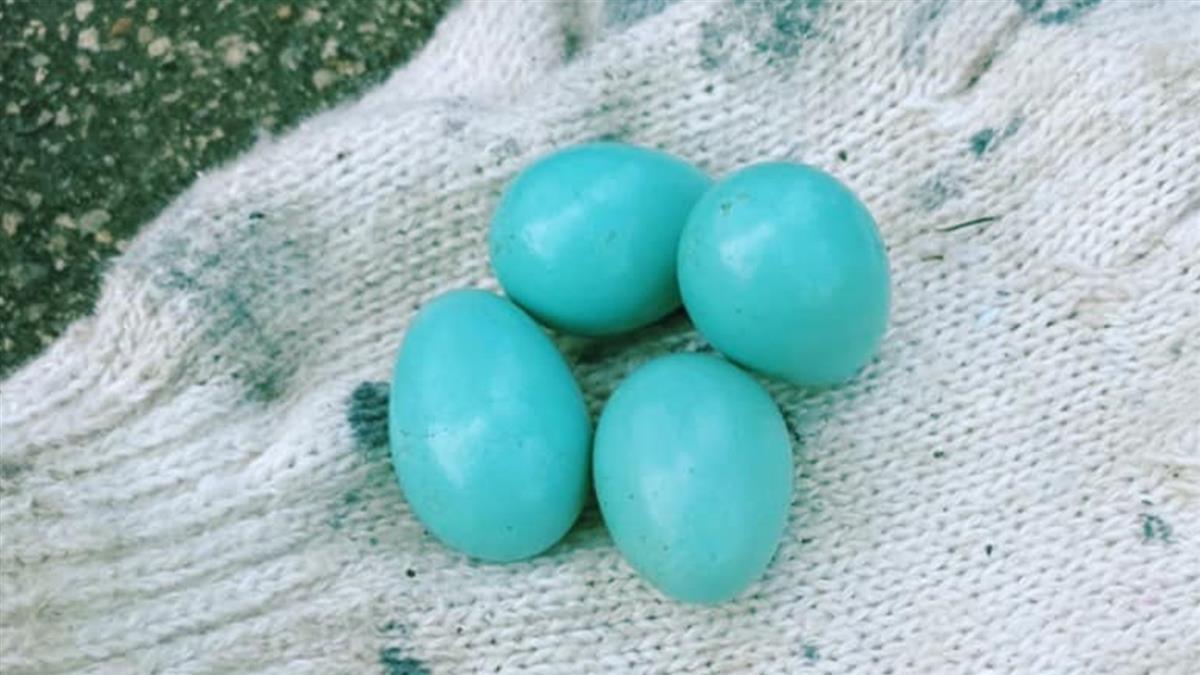 宛如夢幻藝術品❤️他在工地撿到「蒂芬尼綠鳥蛋」超驚喜　PO文發問「這是什麼品種」夢幻外觀掀熱議