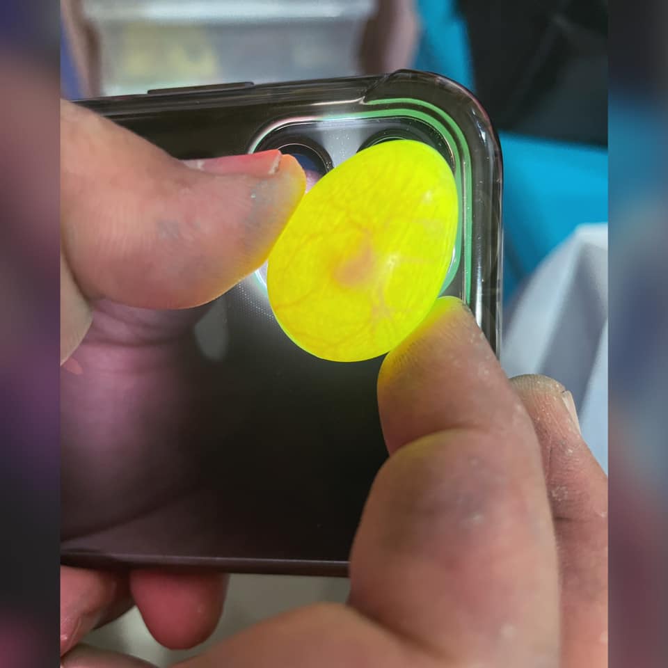 宛如夢幻藝術品❤️他在工地撿到「蒂芬尼綠鳥蛋」超驚喜　PO文發問「這是什麼品種」夢幻外觀掀熱議