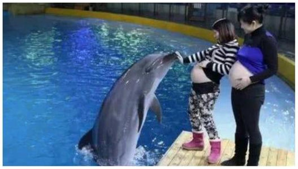 孕媽媽到海洋館遊玩！突然被海豚主動「獻吻」蹭肚子　產檢擔憂談起「醫生卻大笑」：恭喜你