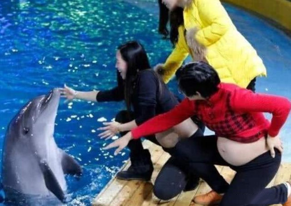 比B超還准！孕婦在海洋館被海豚「獻吻」嚇壞眾人　醫生的話卻「讓孕媽樂開花」：恭喜你了