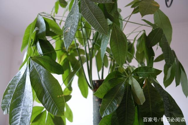 4種花不能輕易送人！是「家裡財神爺」鎮宅又養人　小心「把福氣送走」尤其是最後1種