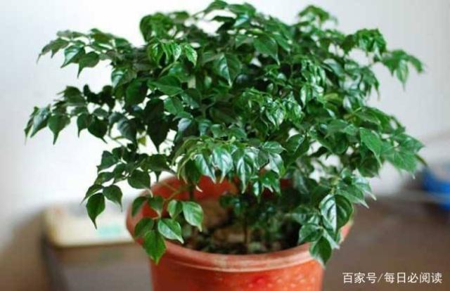 4種花不能輕易送人！是「家裡財神爺」鎮宅又養人　小心「把福氣送走」尤其是最後1種