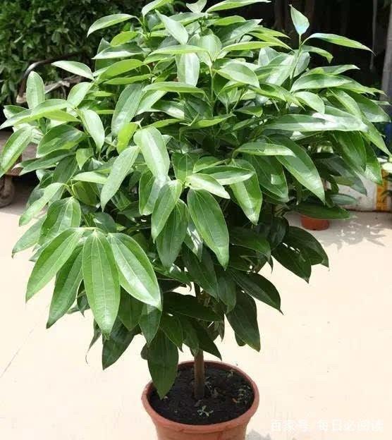 4種花不能輕易送人！是「家裡財神爺」鎮宅又養人　小心「把福氣送走」尤其是最後1種