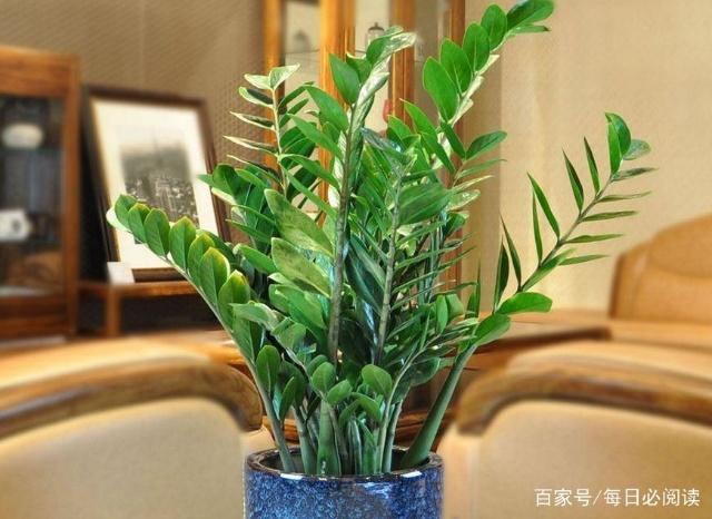 4種花不能輕易送人！是「家裡財神爺」鎮宅又養人　小心「把福氣送走」尤其是最後1種