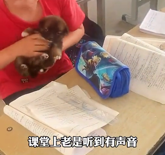 教室突然傳出狗叫聲！男孩課桌內「偷藏狗狗」被發現　下秒老師「不罰反鼓勵」做法被讚：正確的引導