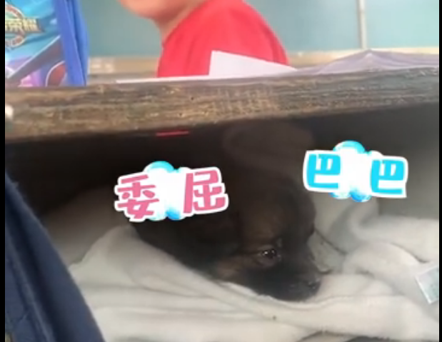 教室突然傳出狗叫聲！男孩課桌內「偷藏狗狗」被發現　下秒老師「不罰反鼓勵」做法被讚：正確的引導