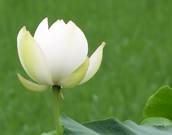 財氣衝天!「沒人能壓得住」的5大生肖 一生「不愁沒錢花」晚年幸福安康