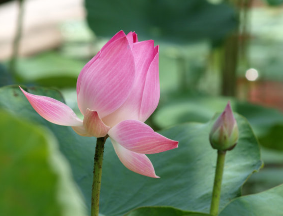 財氣衝天!「沒人能壓得住」的5大生肖 一生「不愁沒錢花」晚年幸福安康