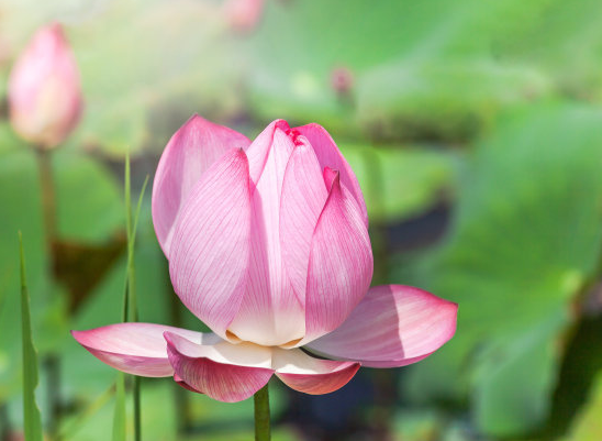 財氣衝天!「沒人能壓得住」的5大生肖 一生「不愁沒錢花」晚年幸福安康