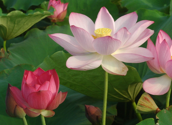 財氣衝天!「沒人能壓得住」的5大生肖 一生「不愁沒錢花」晚年幸福安康