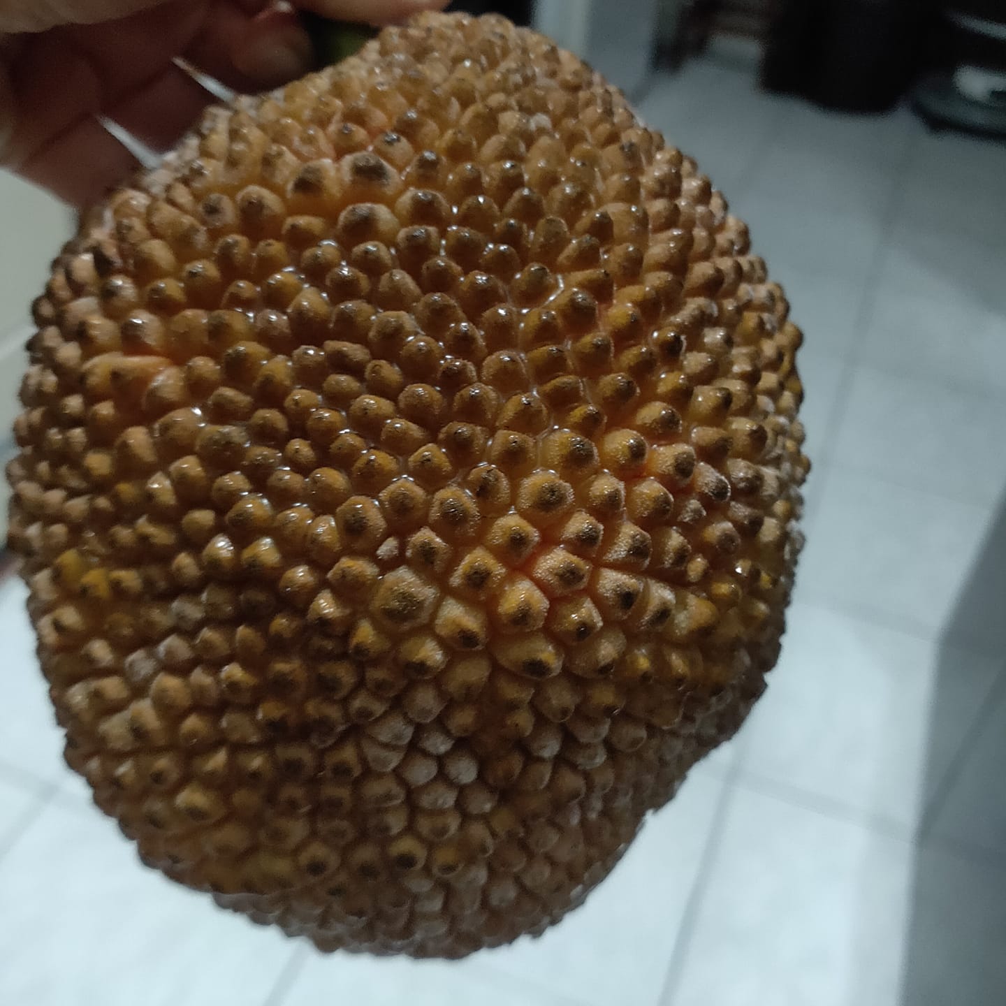 神秘果實驚現！網友曬「朋友送的詭異禮物」求解料理法 內行揭密：花蓮特產「巴基魯」營養滿分