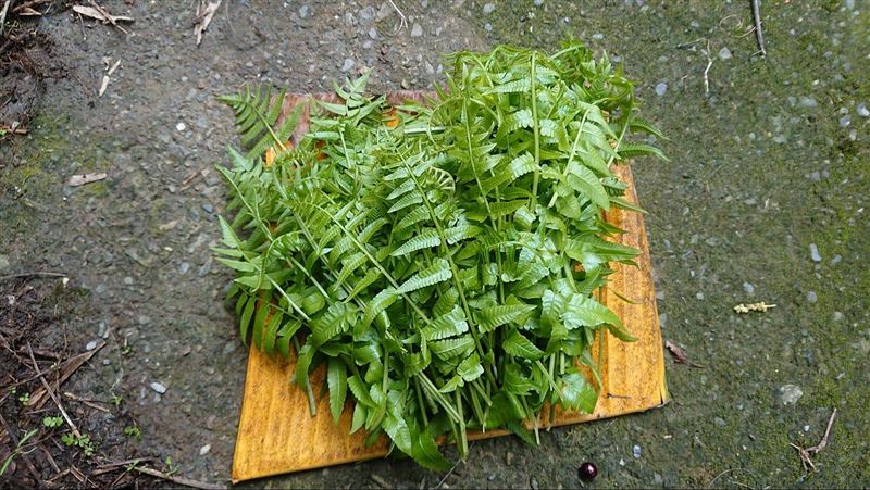長在山裡不起眼？他PO照問「這款稀有野菜」是什麼　網友狂推「近年超受歡迎」：涼拌最美味