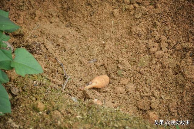 獨居很寂寞？79歲爺爺「老伴離去兒孫出外」　選擇留在山中「獨住豪華別墅」幸福自在