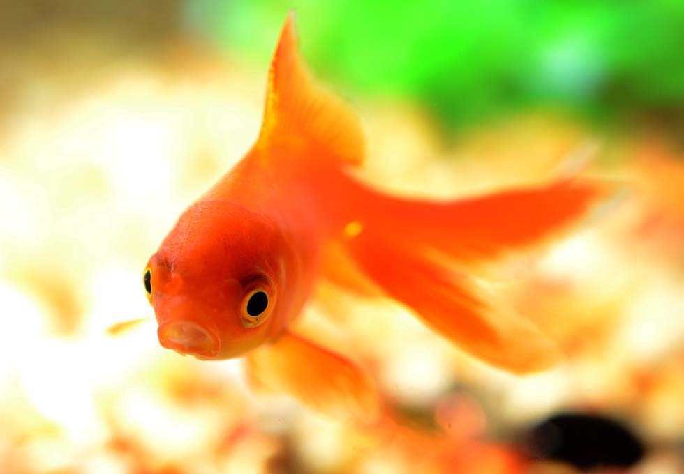 一養就是40年！夜市金魚「撈回家直接丟池塘」自己默默長大　小魚苗變成「世界紀錄級巨獸」網傻：暴鯉龍？