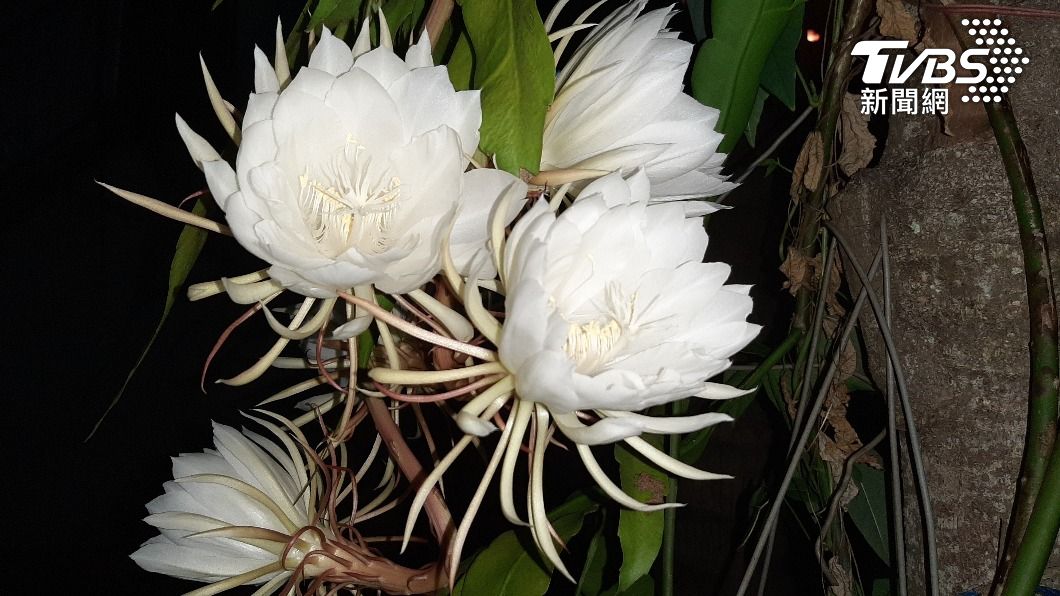 社區撿到神秘花！他好奇發問「有人知道是啥嗎？」　老饕激動喊「拿來煮湯超好喝」：童年經典美味