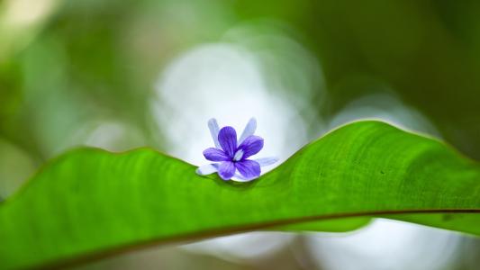 福氣滿滿！天生「皇后命」的5大生肖女　婚姻「幸福美滿」既有錢花又有人愛