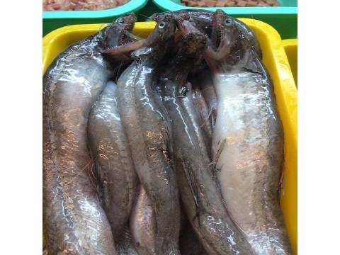 楊丞琳沒吃過豆腐魚！網友炸鍋「就是那個魚」驚人價格曝光　屏東在地人激讚：「煮湯油炸都鮮美！」