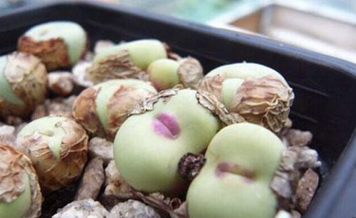 給你深情的一吻！療癒小多肉「宛如少女的朱唇」獵奇又吸睛　開花後「紅色嘴唇不見了」瞬間變可愛