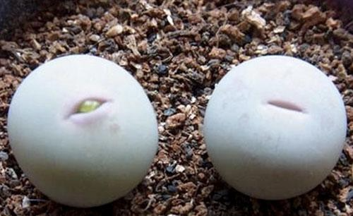 給你深情的一吻！療癒小多肉「宛如少女的朱唇」獵奇又吸睛　開花後「紅色嘴唇不見了」瞬間變可愛