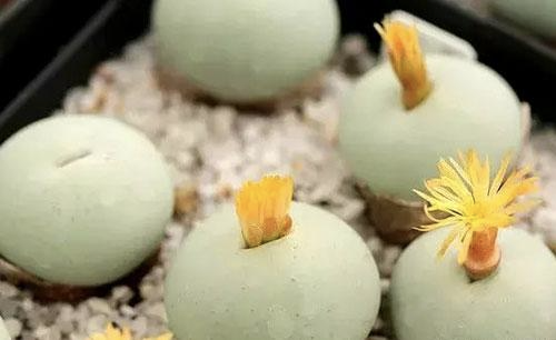 給你深情的一吻！療癒小多肉「宛如少女的朱唇」獵奇又吸睛　開花後「紅色嘴唇不見了」瞬間變可愛