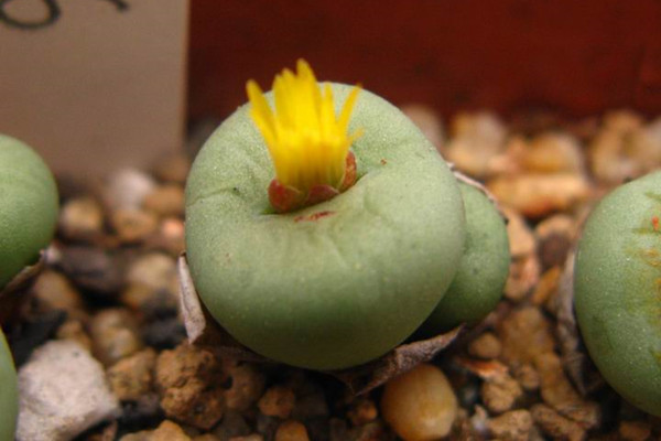 給你深情的一吻！療癒小多肉「宛如少女的朱唇」獵奇又吸睛　開花後「紅色嘴唇不見了」瞬間變可愛