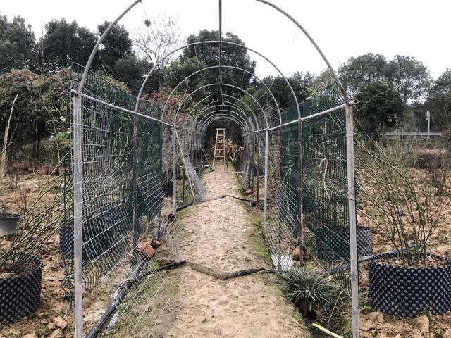 讓自己喘口氣！大律師患重度憂鬱「辭職到鄉下荒度餘生」　親力親為「打造50畝鮮花農場」不藥而癒