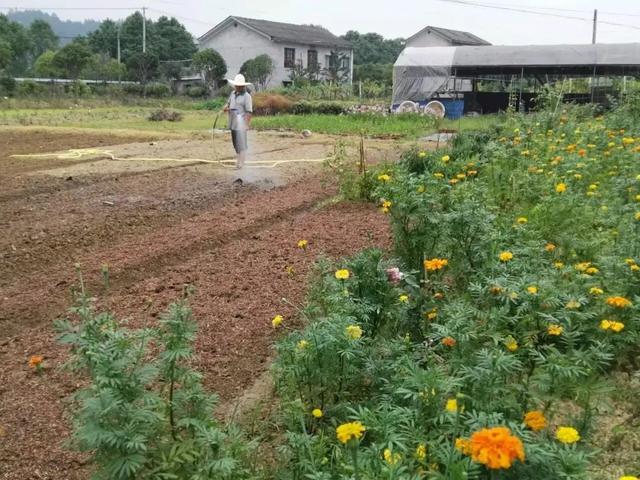 讓自己喘口氣！大律師患重度憂鬱「辭職到鄉下荒度餘生」　親力親為「打造50畝鮮花農場」不藥而癒
