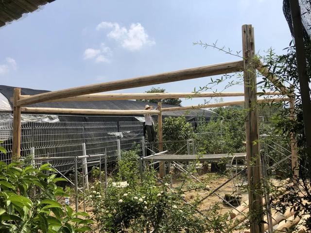 讓自己喘口氣！大律師患重度憂鬱「辭職到鄉下荒度餘生」　親力親為「打造50畝鮮花農場」不藥而癒