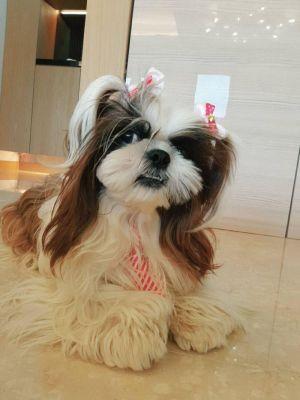 驚傳在家昏迷！陳文茜認了「被愛犬8分鐘救命」：沒想過是牠　醫師認證「關鍵1動作保命」