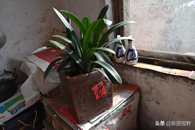 兒孫滿堂數不完！101歲人瑞嬤「打破養生常規」動作俐落　細說人生經歷「內藏長壽秘訣」