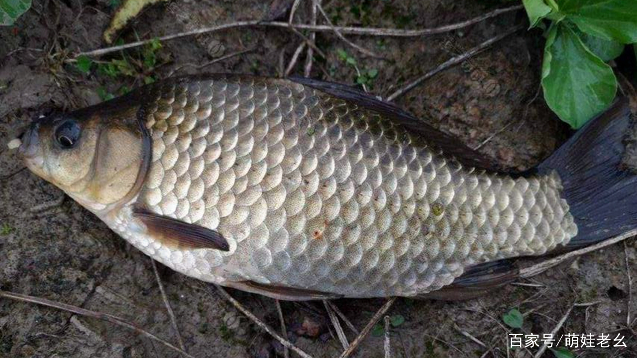 老公夜釣整晚未歸！隔天回家收穫滿滿　她開心去「處理魚」卻越看越不對勁：他撒謊了？