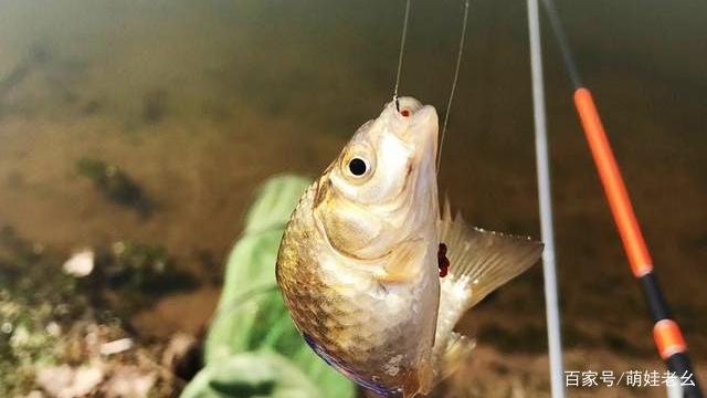 老公夜釣整晚未歸！隔天回家收穫滿滿　她開心去「處理魚」卻越看越不對勁：他撒謊了？