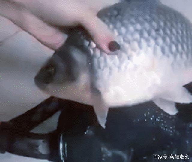 老公夜釣整晚未歸！隔天回家收穫滿滿　她開心去「處理魚」卻越看越不對勁：他撒謊了？