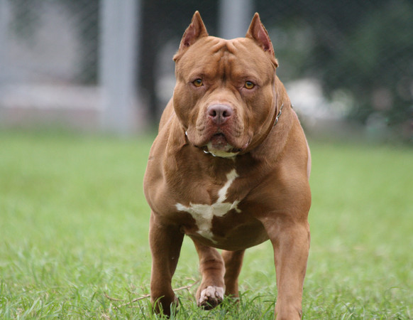 媽外出購物！屏東3歲男童「遭比特犬咬腹部」送醫不治　飼主愣「我有綁住」還原事發經過