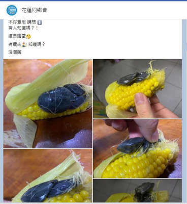 看了倒胃口!水煮玉米「驚見黑色豬肝」緊貼在一起 想剝開「內行網友急解答」:松露級美味