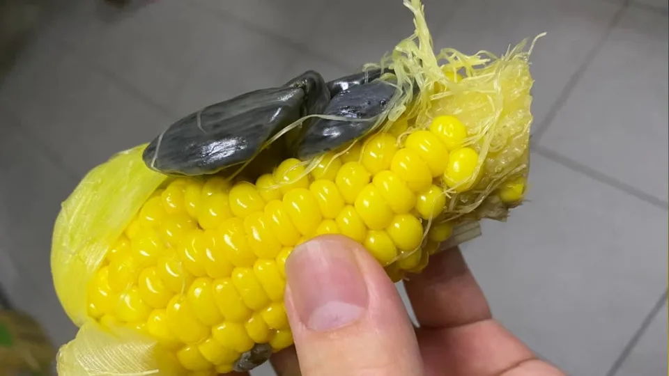 看了倒胃口!水煮玉米「驚見黑色豬肝」緊貼在一起 想剝開「內行網友急解答」:松露級美味