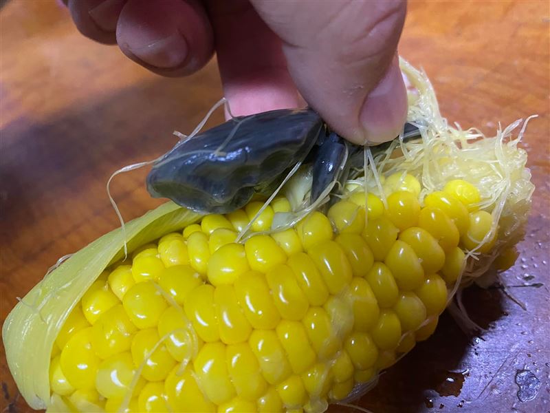 看了倒胃口!水煮玉米「驚見黑色豬肝」緊貼在一起 想剝開「內行網友急解答」:松露級美味