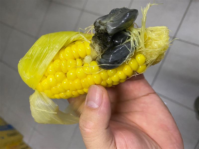 看了倒胃口!水煮玉米「驚見黑色豬肝」緊貼在一起 想剝開「內行網友急解答」:松露級美味
