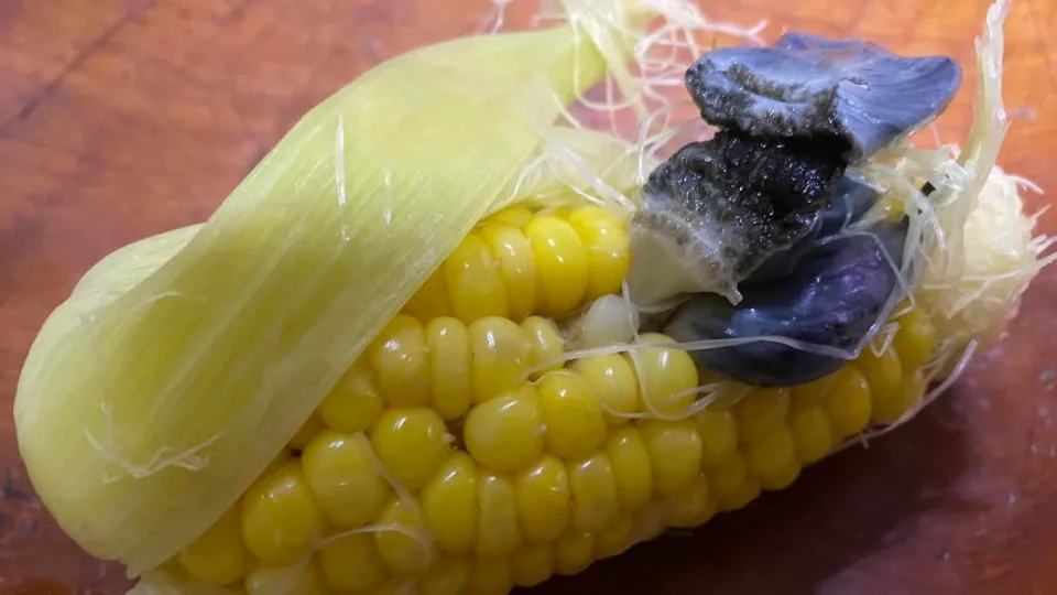 看了倒胃口!水煮玉米「驚見黑色豬肝」緊貼在一起 想剝開「內行網友急解答」:松露級美味