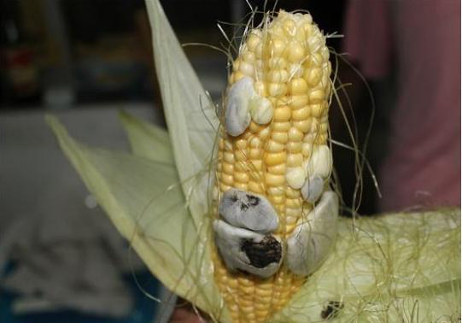 看了倒胃口!水煮玉米「驚見黑色豬肝」緊貼在一起 想剝開「內行網友急解答」:松露級美味