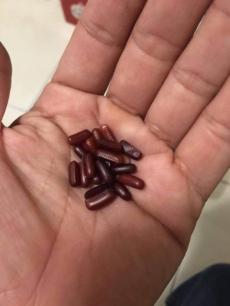 女兒誤撿蟑螂卵當紅豆求煮甜湯 網友驚呼：這蛋白質太豐富