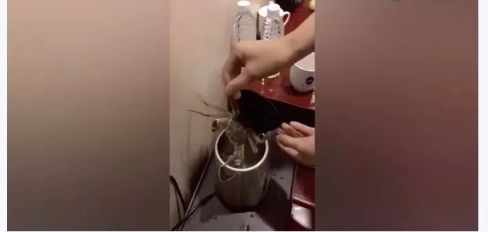 入住旅館時！為什麼要「燒一壺開水倒進馬桶」？資深導遊「提醒」：照做就對了，早知早受益