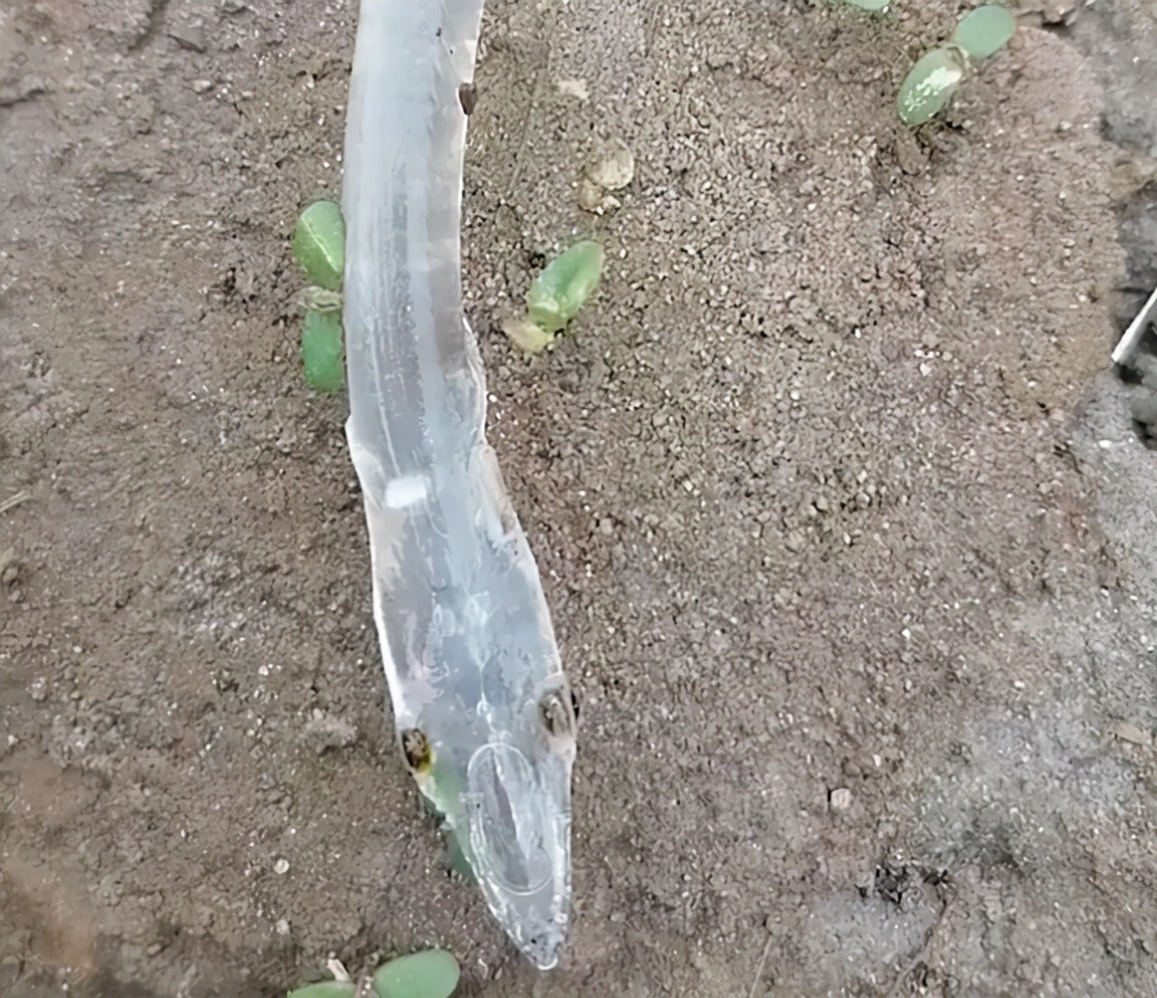 驚奇發現！重慶男子釣獲「透明龍魚」 網友驚呼：千萬分之一的奇蹟