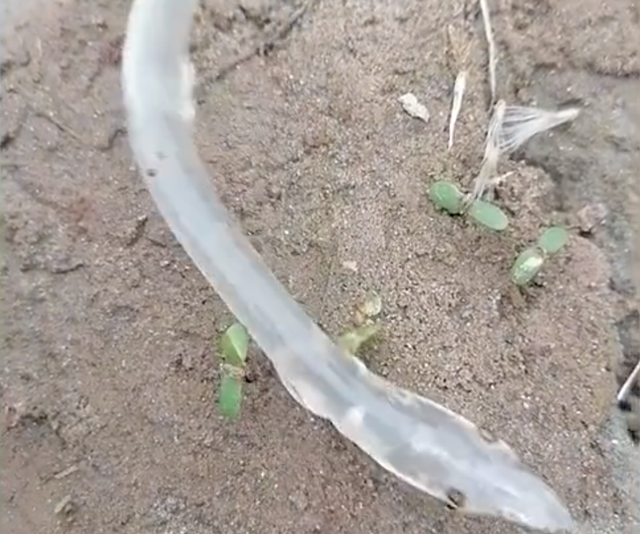 驚奇發現！重慶男子釣獲「透明龍魚」 網友驚呼：千萬分之一的奇蹟