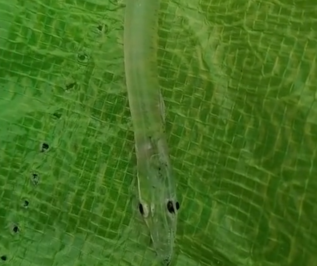 像龍又像蛇！河邊釣魚釣上一條「透明魚」　網友看一眼「發現不對勁」極力勸告：趕緊放生
